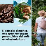 El cambio climático es una gran amenaza para cultivo del café en el estado Lara